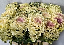 Брасика White Lady 5шт