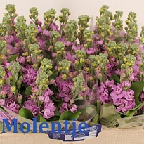 Маттиола Aida Deep Pink 10шт