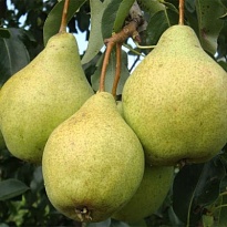 Груша Просто Мария/С 1шт