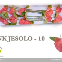 Антуриум Pink Jesolo 1шт