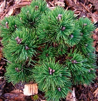 Сосна (Pinus) горная Унцината d9 h10 18шт