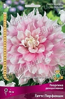 Георгина декоративная Гиттс Перфекшн 1шт
