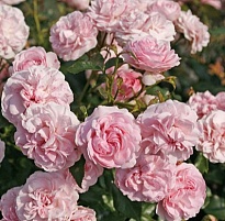 Роза Лариса парковая/Цв.Кор