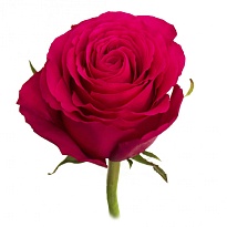 Роза Tessa Hotspot дл.50 25шт