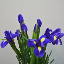 Ирис Blue Magic 10 шт 