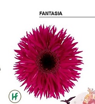 Гербера Gerspider Fantasia 25шт