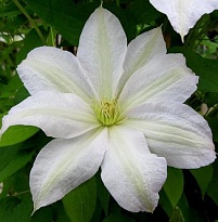 Клематис (Clematis) Вадас Примроуз 3л h80-100 1шт