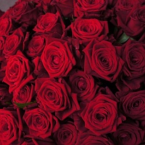 Роза Tessa Roses S.a. Mix Red дл.50 25шт