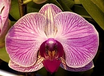 Орхидея Фален. Лилу 1ст d12 h50-60 10шт