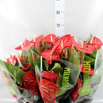 Антуриум Мичиган d14 h50 8шт