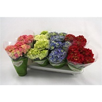 Гортензия Макр. микс d10 h25 8шт