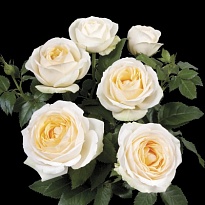 Роза Кордана Белами d10 h30 15шт