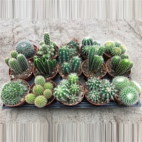 Кактус микс d10 h15 8шт