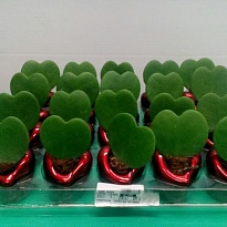 Хойя Керри (керам.горшок) d6 h15 12шт