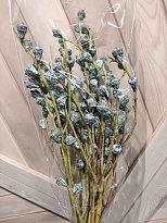 Плод Эвкалипта (К) дл.60 1уп