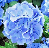 Гортензия Blue дл.70 1шт