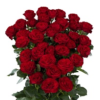 Роза кустовая Red Trendsetter дл.70 10шт
