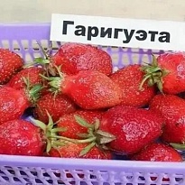 Земляника Гаригуэтта (ОКС) 5шт/кор