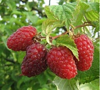 Малина Гусар/Цв.Кор