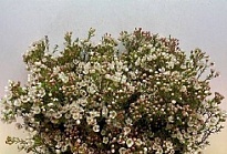 Хамелациум (Waxfl) Ziv 5шт