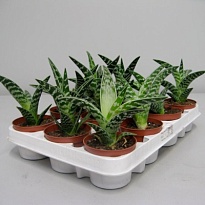 Алоэ Вариегата d8 h10 14шт