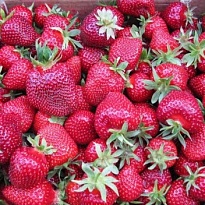 Земляника Мармелада (кассета 6шт) 1шт