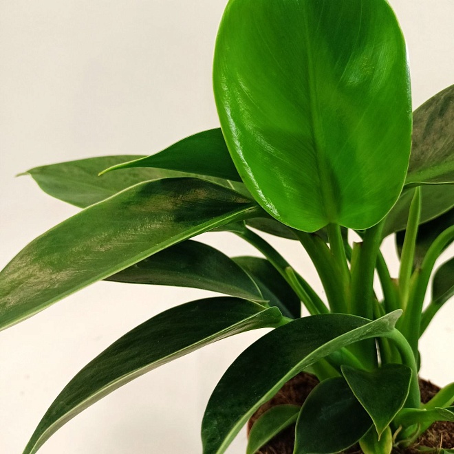 Филодендрон Грин Принцесс d12 h35 8шт