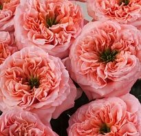 Роза Sani Roses Mandarin Xpression дл.50 25шт