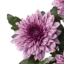 Хризантема одноголовая Pip 10шт