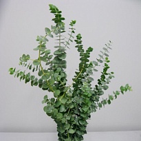 Эвкалипт Cinerea 300г 1пуч