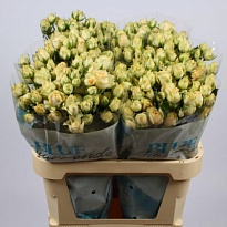 Роза кустовая Salinero дл.70 10 шт