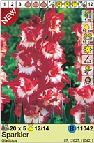 Гладиолус Спарклер 12/14 5шт*