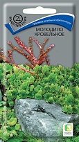 Молодило кровельное 0,01г /Поиск