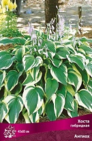 Хоста гибридная Антиох 1шт