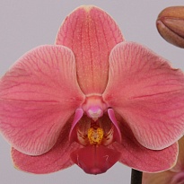 Орхидея Фален. Нарбонн 2 ст d12 h60 10шт