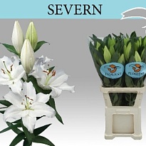 Лилия or. Severn 4/5+ 10шт