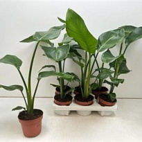 Стрелиция Николай d13 h60 8шт