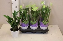 Замиокулькас (цинк.горш) d11 h35 6шт