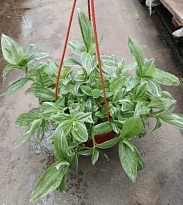 Традесканция белоцветк. кашпо (ОЗ) d16 6шт