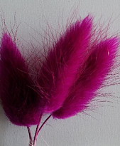 Лагурус Cerise пучок 1шт