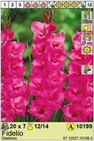 Гладиолус Фиделио 12/14 7шт*