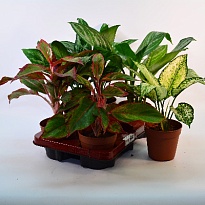 Аглаонема микс Люкс d12 h35 10шт