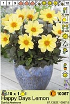 Георгина Хэппи Дэйс Лэмон анем. 1шт*