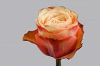 Роза Floristica Ecuador Kahala дл.60 25шт