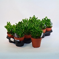 Крассула Хоббит d12 h20 6шт