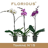 Орхидея Фален. Грандифлора микс 2 ст d15 h80 6шт