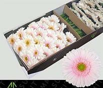 Гербера Michelle 25 шт