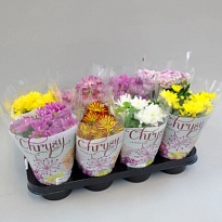 Хризантема микс (NW) d12 8шт