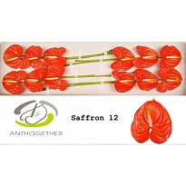 Антуриум Saffron 1шт