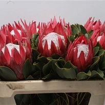 Протея King Madiba 1шт